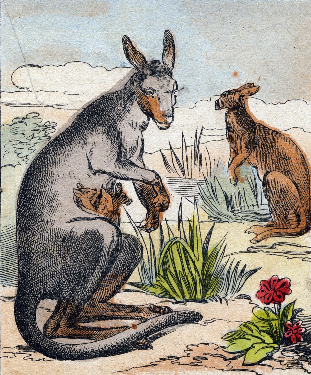 Kangaroo. Gravura em "Buffon Alphabet des Animaux". 3ª Série N 1. Imaging of Epinal, Epinal, final do século XIX. 16 páginas. Dim: 28x21cm de French School