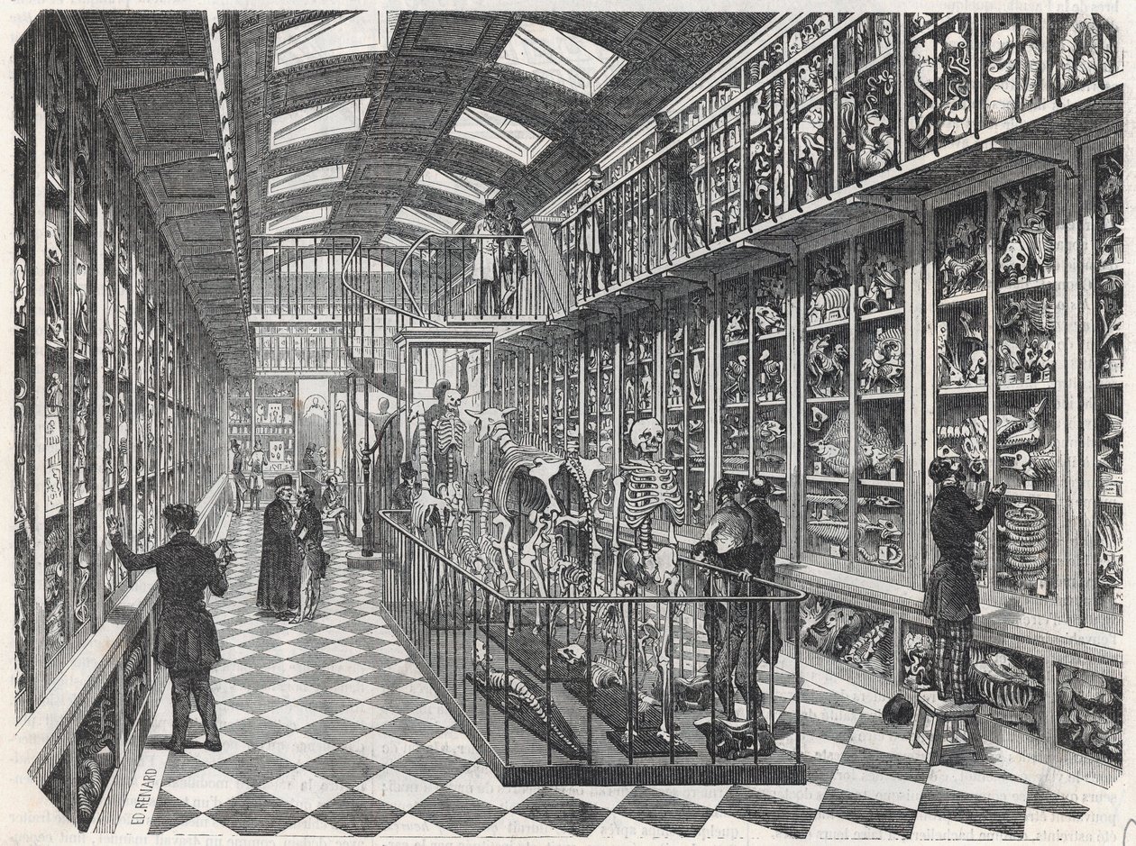 A Escola de Medicina de Paris - galeria de anatomia comparativa - Gravura em "Tableau-de-Paris" de Edmond Texier 1852. de French School