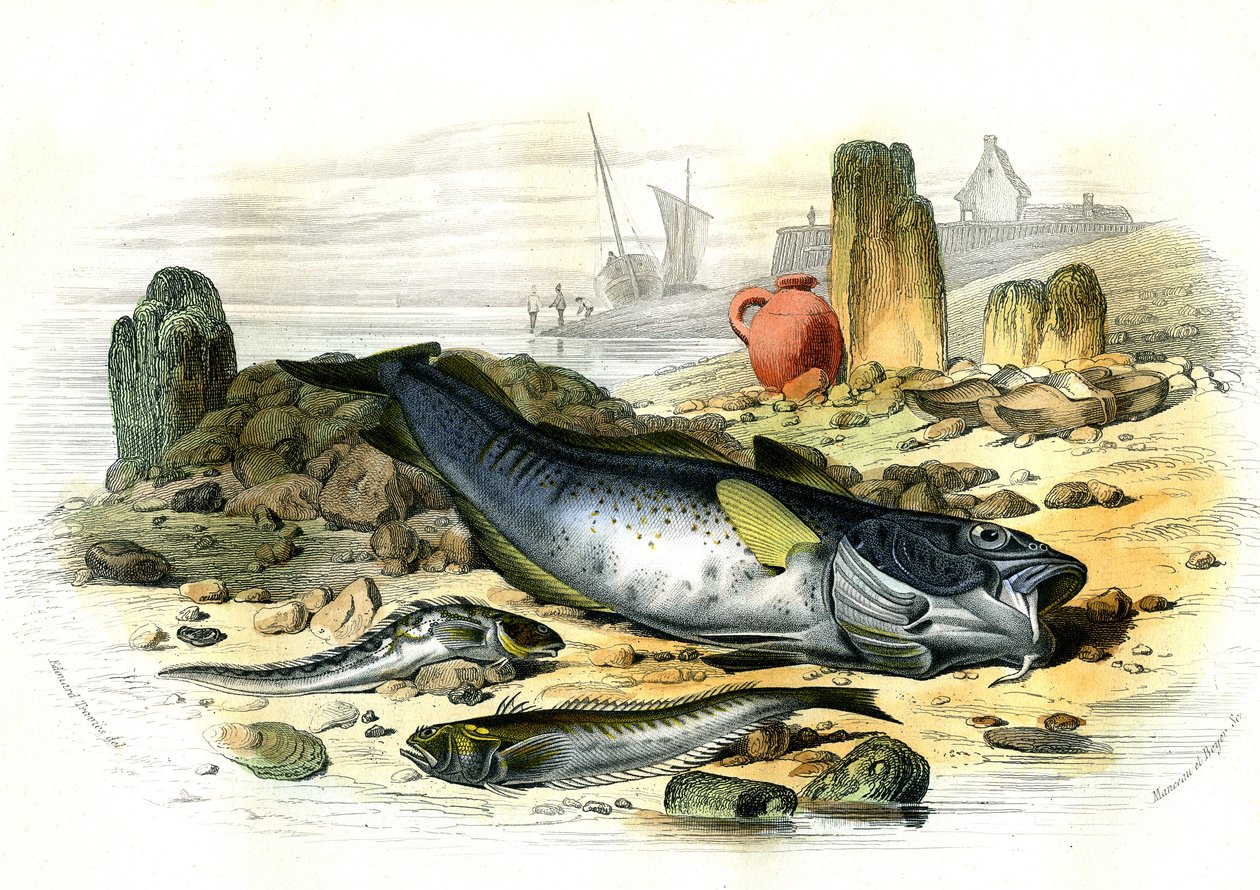 La Blennie Ovipare (Blennius viviparus), en bas la trachine vive et le gad cod - Prato extraído de Histoire Naturelle de Bernard Germain de Lacepede (1856-1925), edição P.Furme, Paris de French School