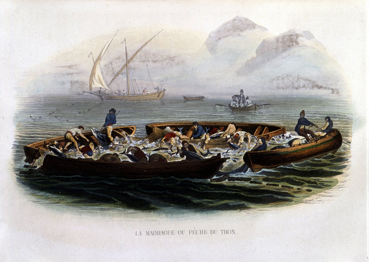 La madrague ou Pêche tuna - na "Histoire naturelle de Lacepède de French School