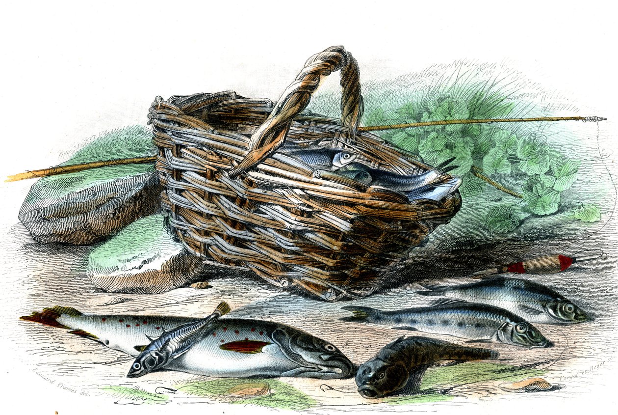 La trout (Salmo Trutta), le cotte Chabot (Collus Chabraea), l