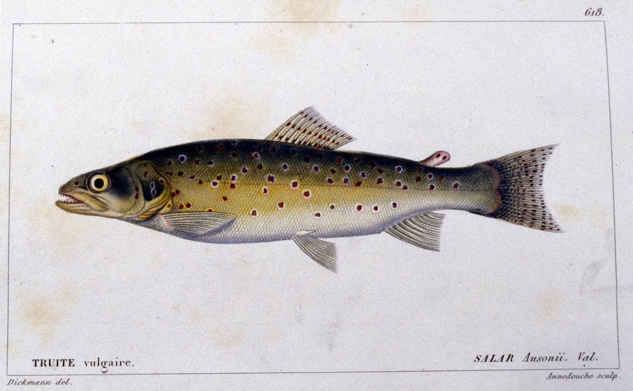A truta comum da "Histoire naturelle des poissons" de Cuvier, Valenciennes, Paris de French School
