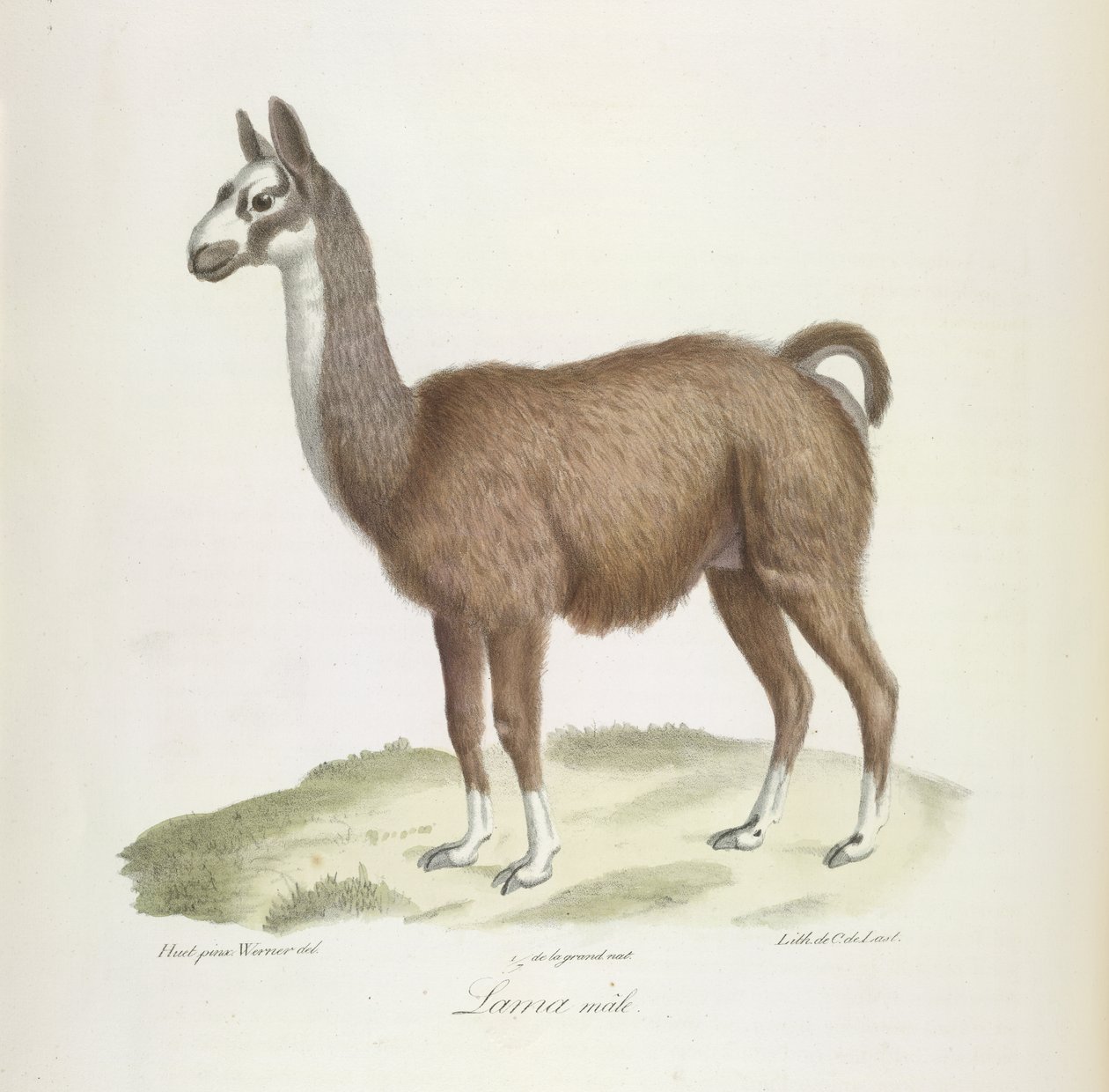 Lhama macho, da História Natural dos Mamíferos (lito colorido) de French School