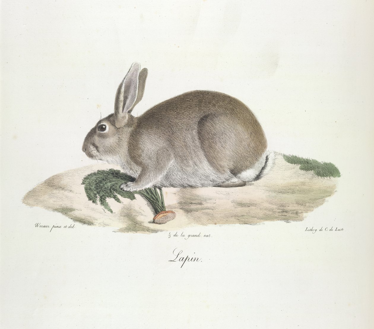 Coelho, da Histoire Naturelle des Mammifères (cor litho) de French School