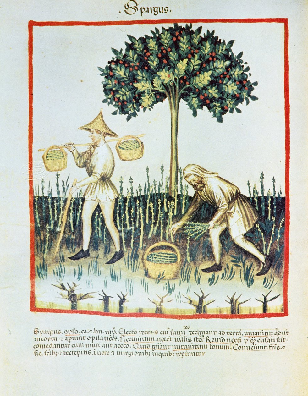 Lat. 9333 fólio 23v "Spargus" (Apanhadores de espargos) de Tacuinum sanitatis, de Ibn Butlân (velino) de French School