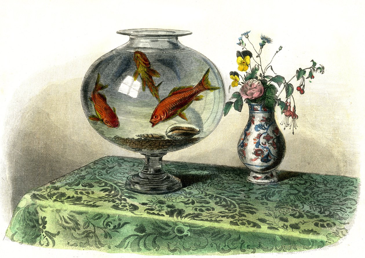 O ciprino dourado (Cyprinus Auratus) - Prato extraído de Histoire Naturelle de Bernard Germain de Lacepede (1856-1925), edição P.Furme, Paris de French School