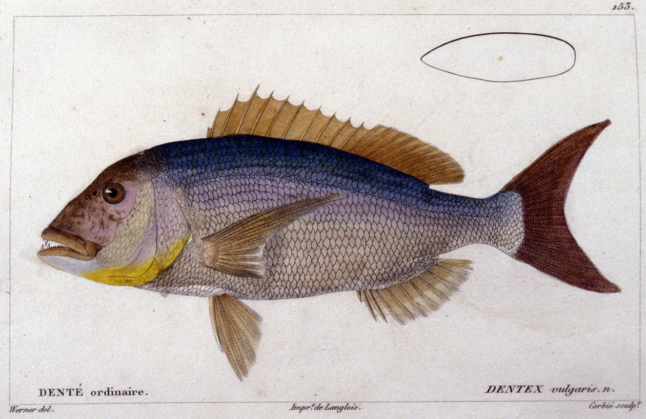 Pargo de "Histoire naturelle des poissons" de Cuvier, Valenciennes, Paris de French School