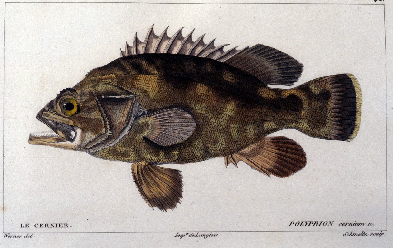 O grupo da "Histoire naturelle des poissons" de Cuvier, Valenciennes, Paris de French School
