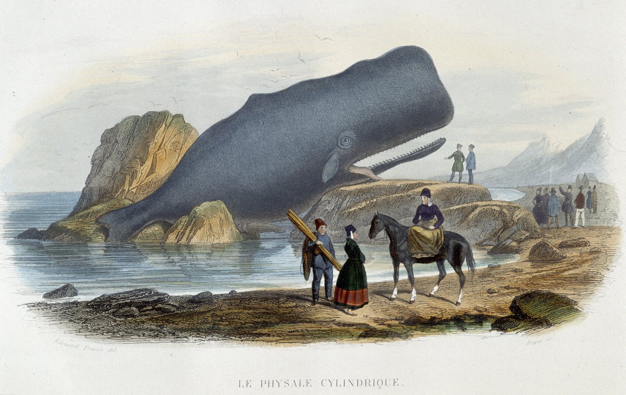 Le physale cylindrical (baleia encalhada) - no "Le monde de la mer" de Alfred Fredol, Hachette, Paris de French School