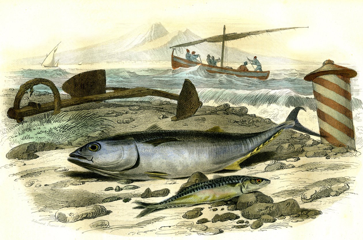 O mergulhão (Scomber Thynnus), o carapau (Scomber Scombrus) - Prato extraído de Histoire Naturelle de Bernard Germain de Lacepede (1856-1925), edição P.Furme, Paris de French School