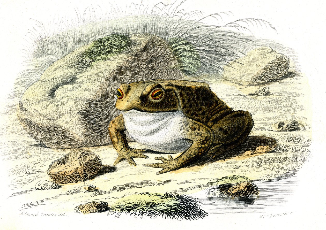 O sapo (Bufo vulgaris) - Prato de História Natural de Bernard Germain de Lacepede (1856-1925), edição P.Furme, Paris de French School