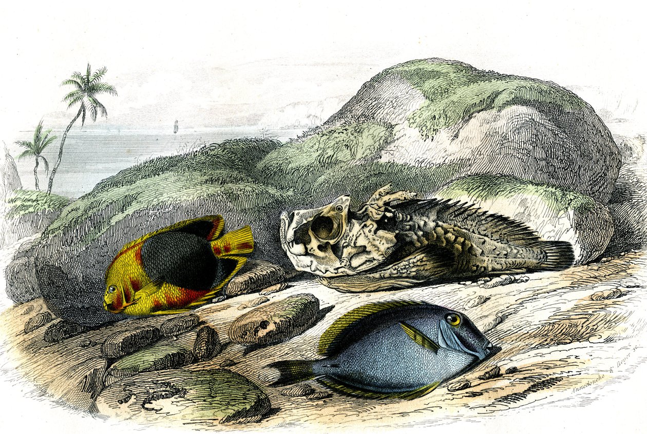 Le tricolore (Holocanthus tricolor), l