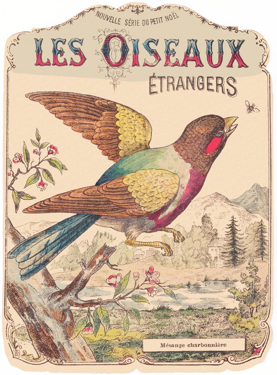 Les Oiseaux Étrangers: capa de álbum. Charbonnière mesange, finais do século XIX (gravura) de French School