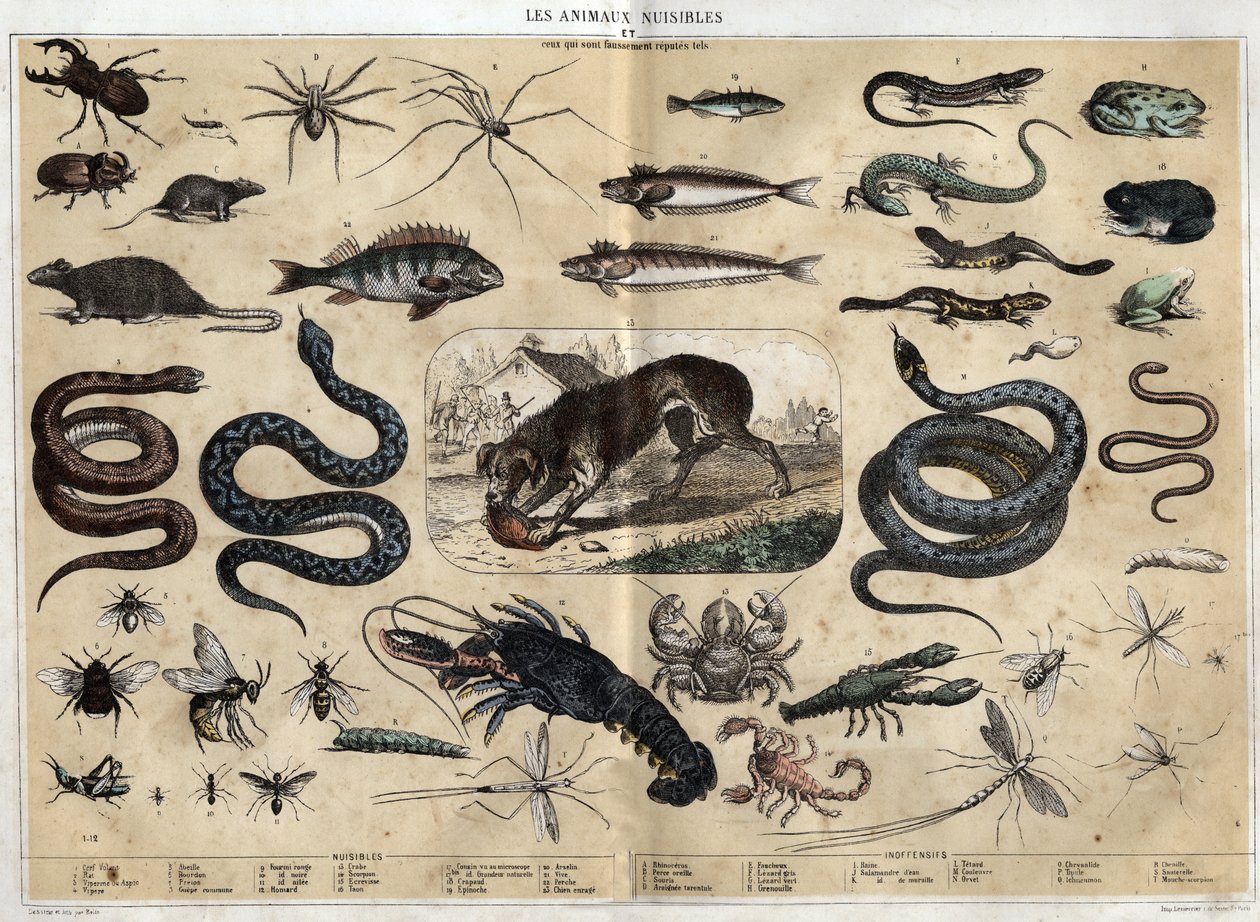 Les animaux nuisibles. gravura de 1860 em "les Recreations instructives" Pintura sinóptica de Jules DELBRUCK. Colecção privada. de French School