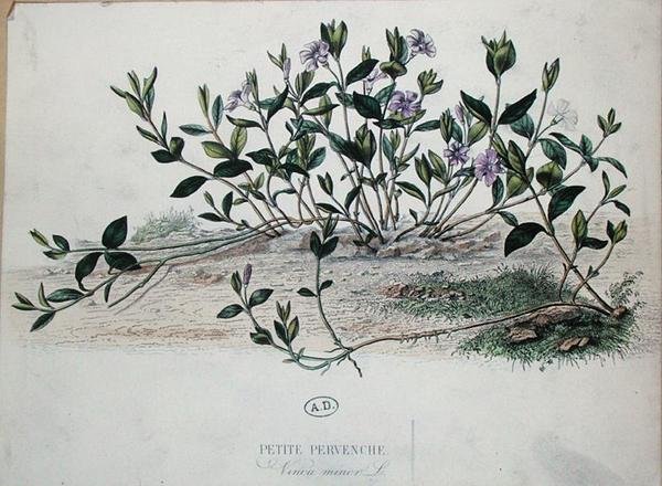 Lesser Periwinkle ou Vinca minor (gravura colorida) de French School