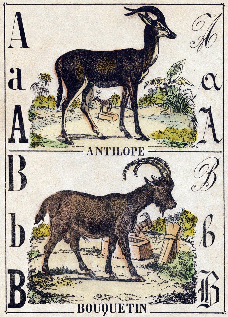 Carta A Antelope; B Ibex. Gravura em "Alfabeto dos animaux sauvages". 9ª Série. Imagem de Epinal, Pellerin, impressora-editora, cerca de 1870. Gravura em madeira, stencilada. 16 páginas. Dimensões: 20 x 15 cm. Coleção Particular de French School