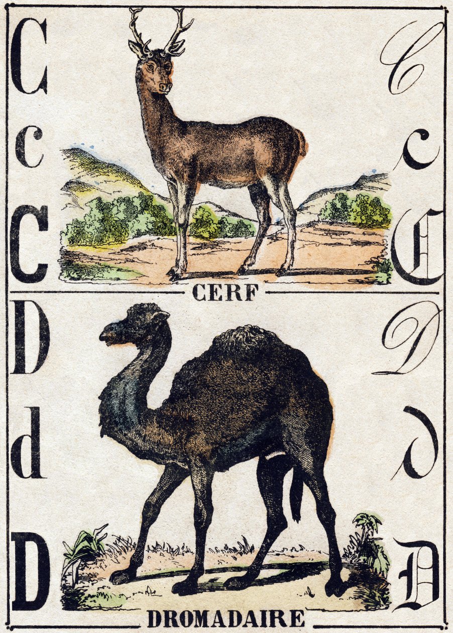 Carta C Veado; Dromedário. Gravura em "Alfabeto dos animaux sauvages". 9ª Série. Imagery of Epinal, Pellerin, printer-publisher, circa 1870. Gravura em madeira, stencilada. 16 páginas. Dimensões: 20 x 15 cm. Coleção Particular de French School