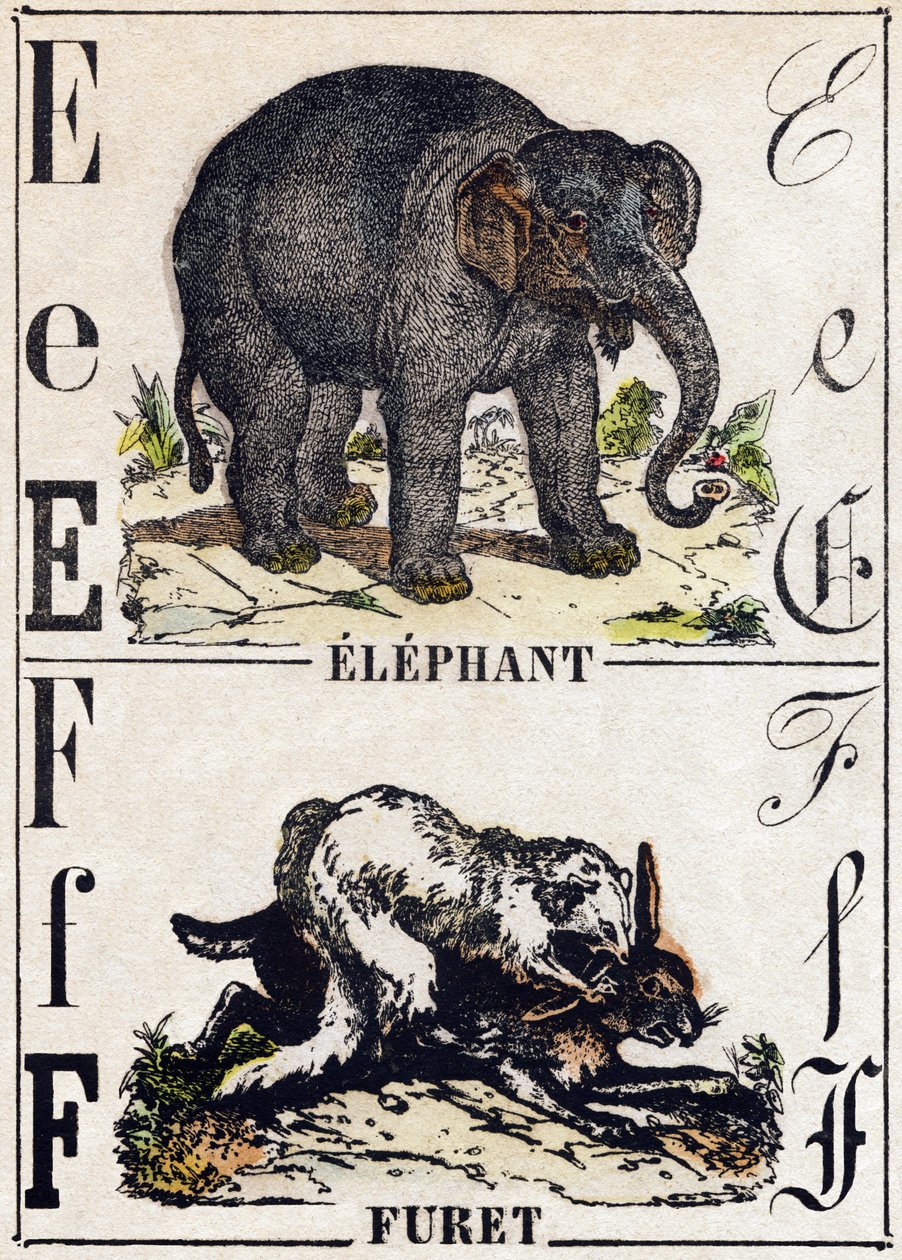 Letra E Elefante; F F Furão. Gravura no "Alfabeto dos animaux sauvages". 9ª Série. Imagem de Epinal, Pellerin, impressora-editora, cerca de 1870. Gravura em madeira, stencilled. 16 páginas. Dimensões: 20 x 15 cm. Coleção Particular de French School