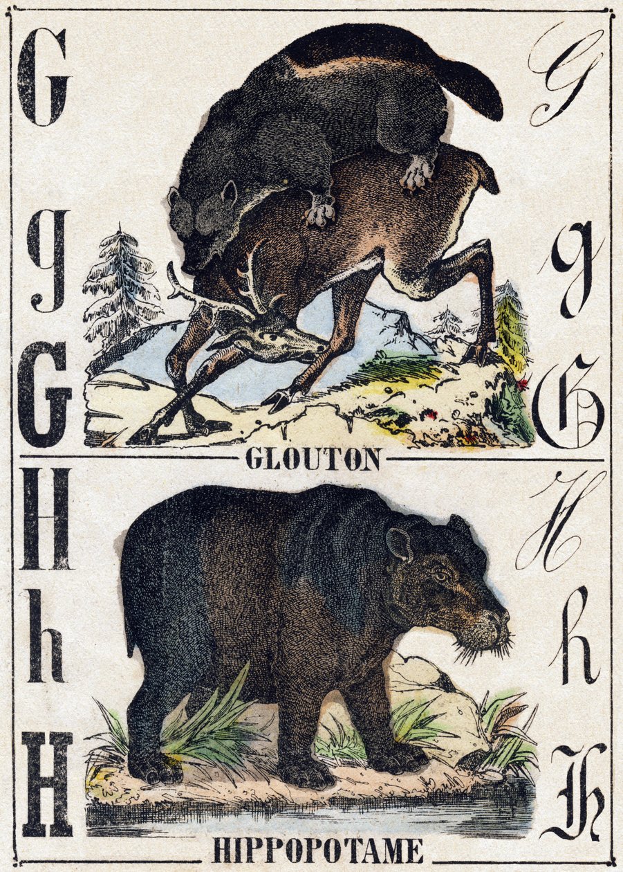Letra G Glutão; H Hippotamus. Gravura em "Alfabeto dos animaux sauvages". 9ª Série. Imagery of Epinal, Pellerin, printer-publisher, circa 1870. Gravura em madeira, stencilled. 16 páginas. Dimensões: 20 x 15 cm. Coleção Particular de French School