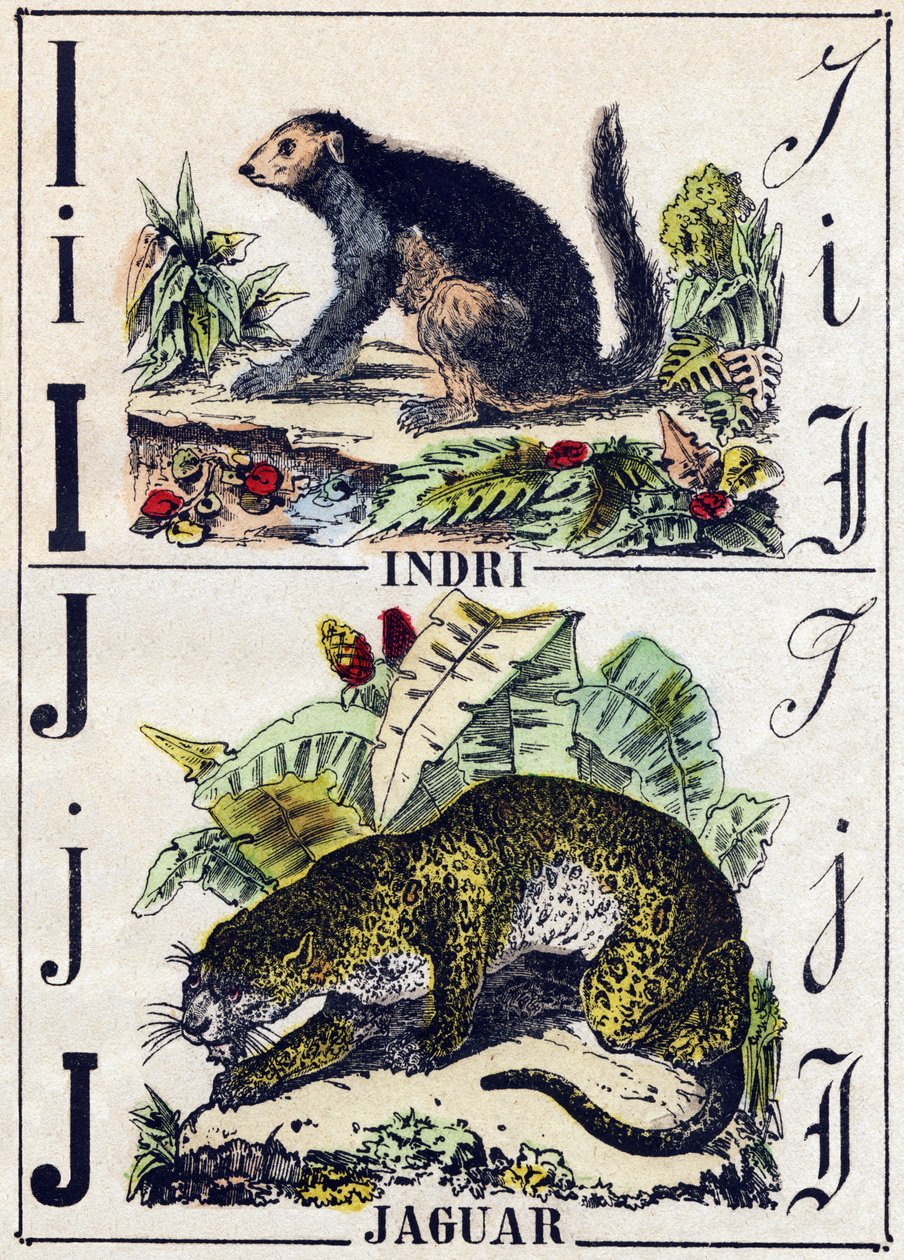 Carta I Indri (Lemurien); Jaguar. Gravura em "Alphabet des animaux sauvages". 9ª Série. Imagery of Epinal, Pellerin, printer-publisher, circa 1870. Gravura em madeira, stencilled. 16 páginas. Dimensões: 20 x 15 cm. Coleção Particular de French School