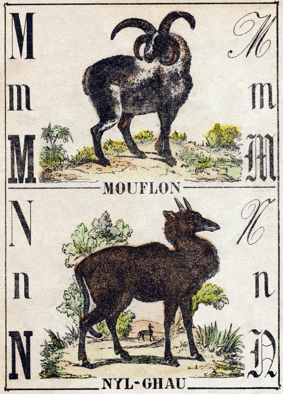 Carta M Mouflon; Nyl-ghau (Nyl ghau). Gravura em "Alfabeto dos animaux sauvages". 9ª Série. Imagery of Epinal, Pellerin, printer-publisher, circa 1870. Gravura em madeira, stencilled. 16 páginas. Dimensões: 20 x 15 cm. Coleção Particular de French School