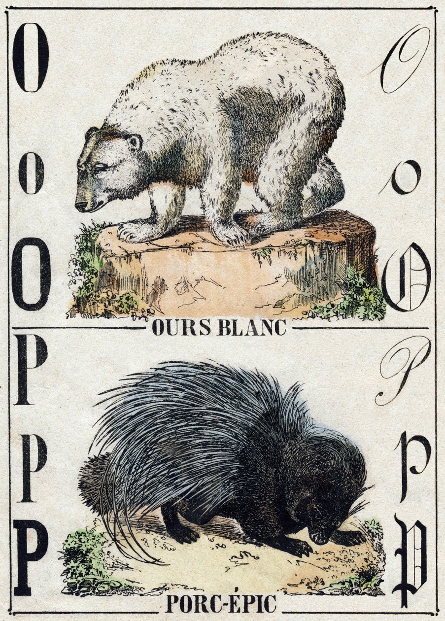 Carta O Bear; P Pork-epic (Epopéia do Porco). Gravura em "Alfabeto dos animaux sauvages". 9ª Série. Imagery of Epinal, Pellerin, printer-publisher, circa 1870. Gravura em madeira, stencilled. 16 páginas. Dimensões: 20 x 15 cm. Coleção Particular de French School