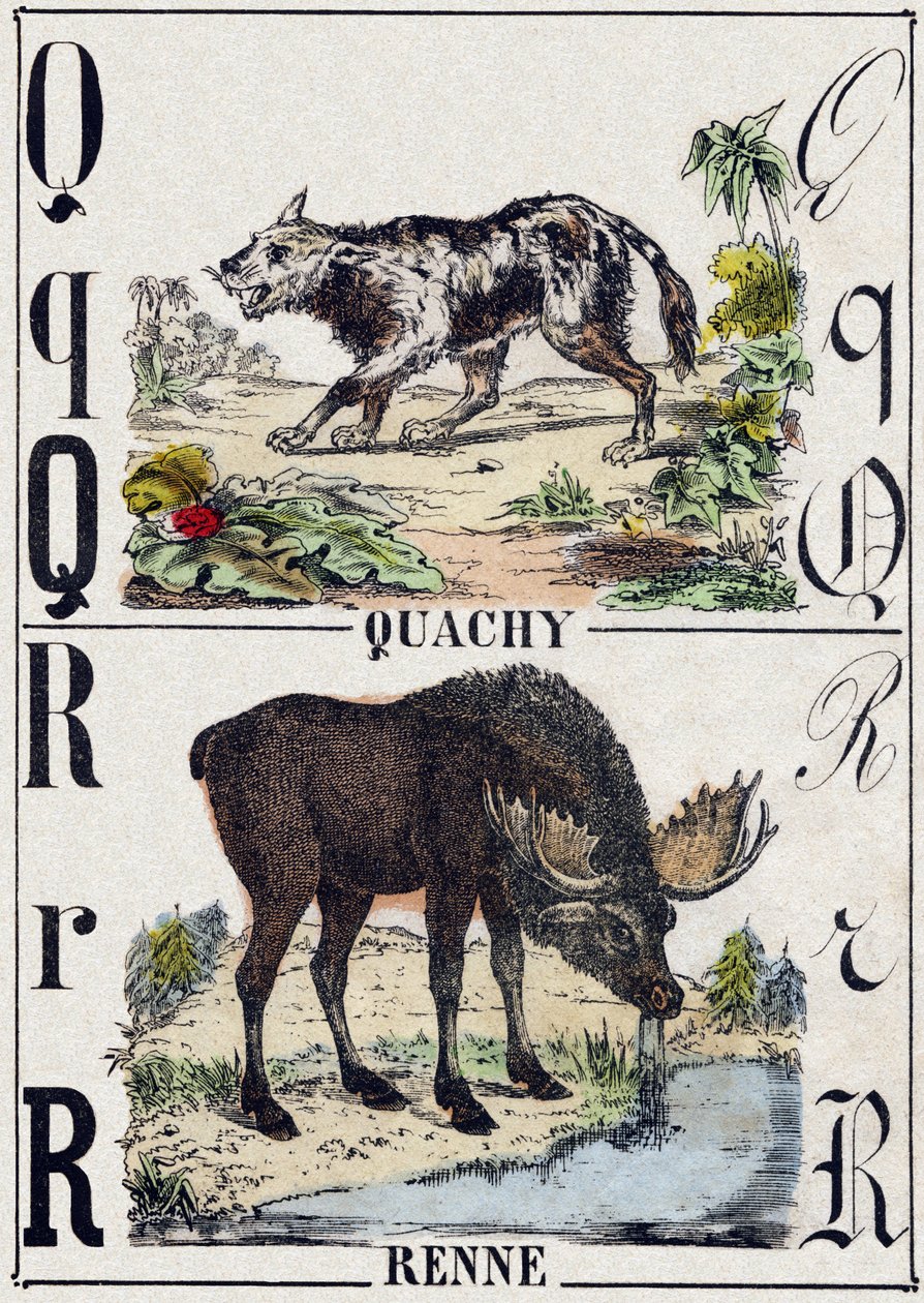 Carta Q Quachy (cão leão sul-americano); Renas. Gravura em "Alphabet des animaux sauvages". 9ª Série. Imagery of Epinal, Pellerin, printer-publisher, circa 1870. Gravura em madeira, stencilled. 16 páginas. Dimensões: 20 x 15 cm. Coleção Particular de French School