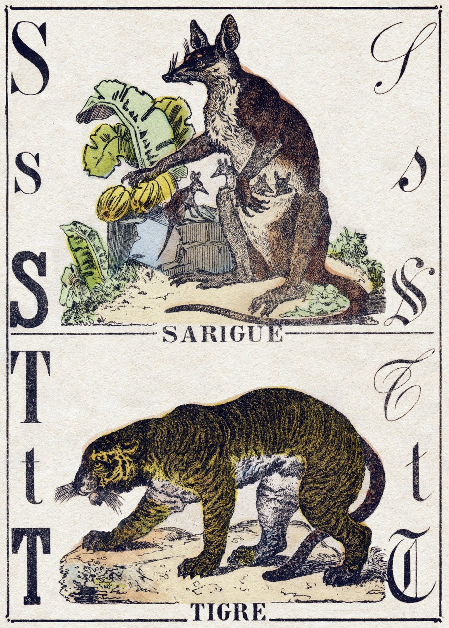 Carta S Sarigue (Opossum); Tigre. Gravura em "Alfabeto dos animaux sauvages". 9ª Série. Imagery of Epinal, Pellerin, printer-publisher, circa 1870. Gravura em madeira, stencilada. 16 páginas. Dimensões: 20 x 15 cm. Coleção Particular de French School