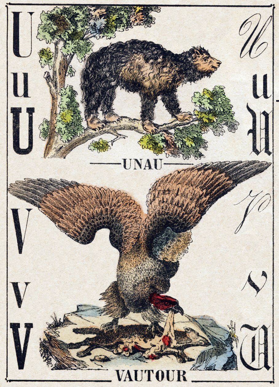 Carta Unau (preguiçoso); Abutre. Gravura em "Alfabeto dos animaux sauvages". 9ª Série. Imagery of Epinal, Pellerin, printer-publisher, circa 1870. Gravura em madeira, stencilada. 16 páginas. Dimensões: 20 x 15 cm. Coleção Particular de French School