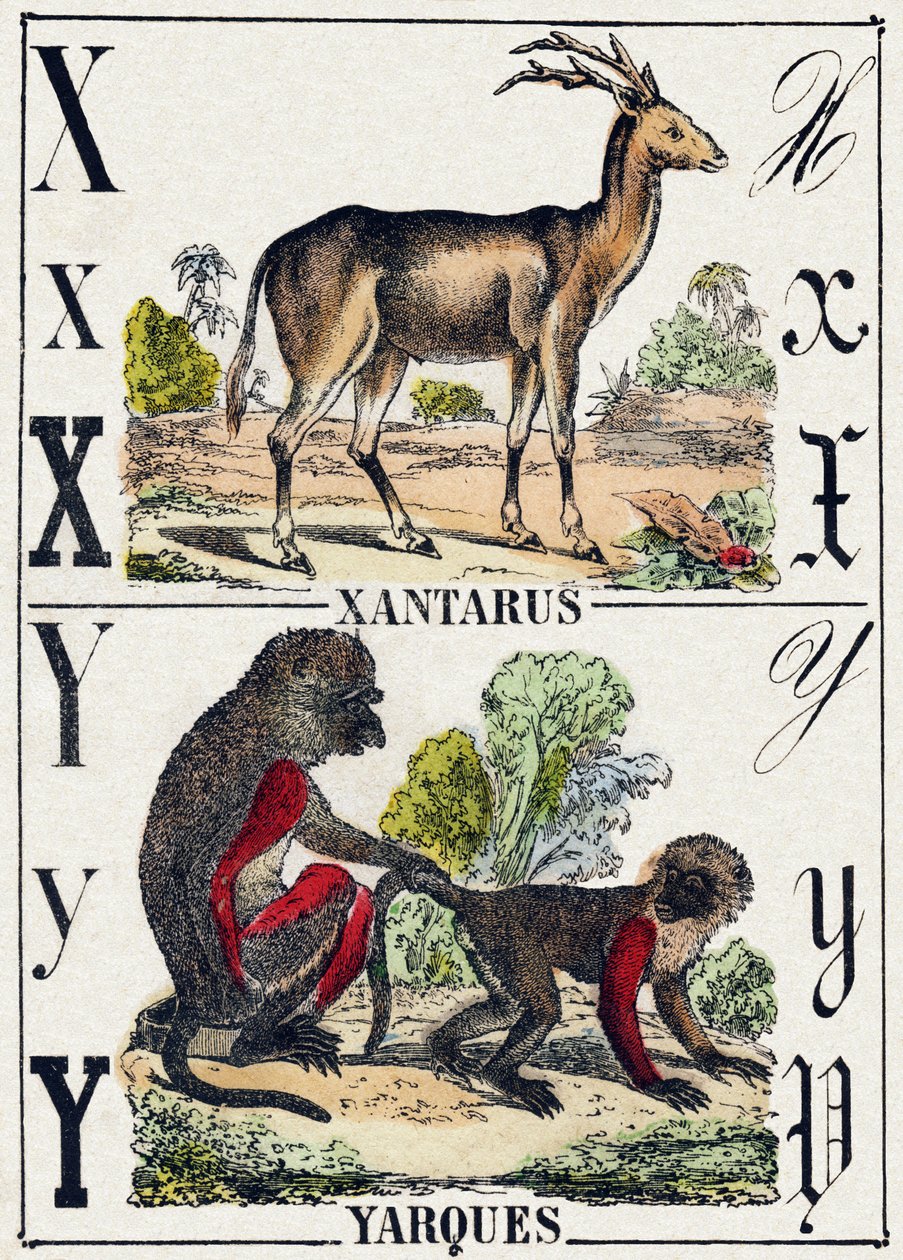 Carta X Xantarus; Yarques Yarques. Gravura em "Alfabeto dos animaux sauvages". 9ª Série. Imagery of Epinal, Pellerin, printer-publisher, circa 1870. Gravura em madeira, stencilada. 16 páginas. Dimensões: 20 x 15 cm. Coleção Particular de French School