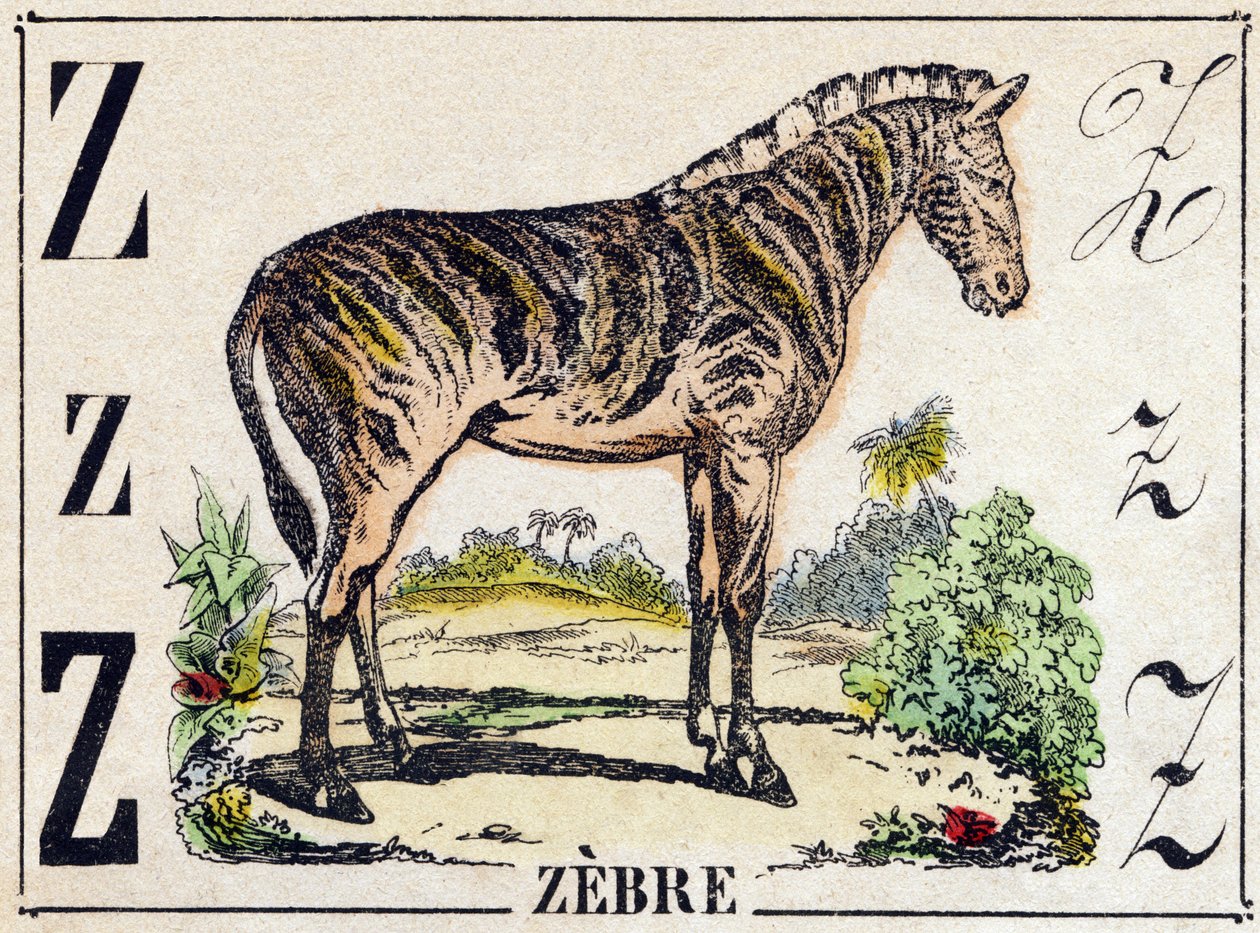 Carta Zebra. Gravura em "Alphabet des animaux sauvages". 9ª Série. Imagery of Epinal, Pellerin, printer-publisher, circa 1870. Gravura em madeira, stencilada. 16 páginas. Dimensões: 20 x 15 cm. Coleção Particular de French School