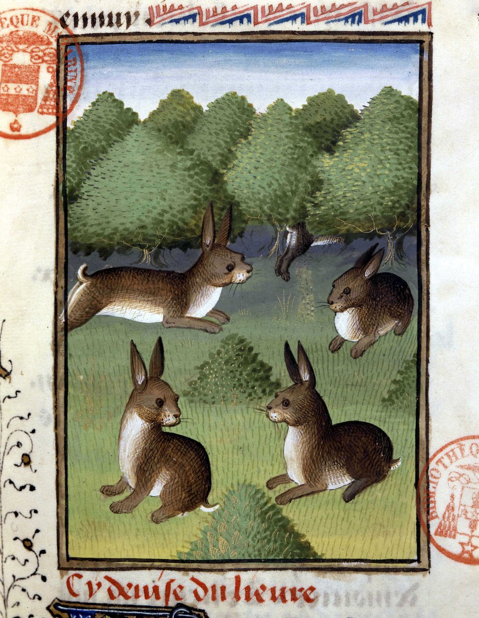 Lievres - no "Livro de Caça de Gaston Phoebus, Conde de Foix, Senhor de Bearn". de French School