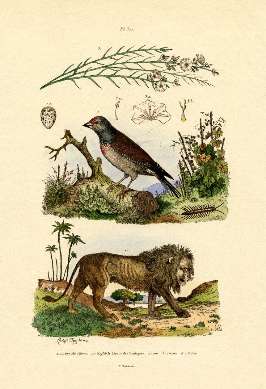 Linnet, 1833-39 de French School