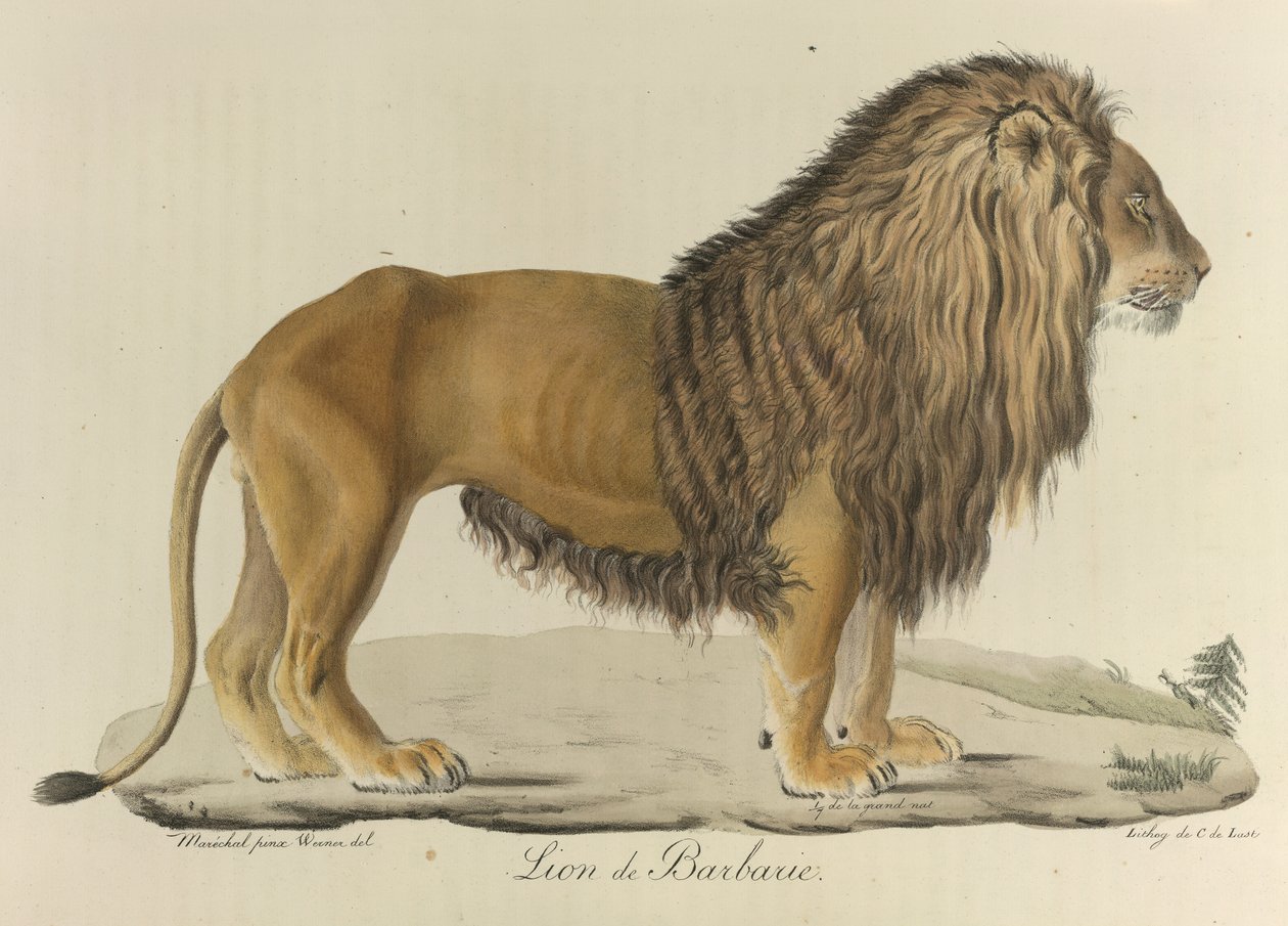 Leão bárbaro. Um leão de Barbary, de 