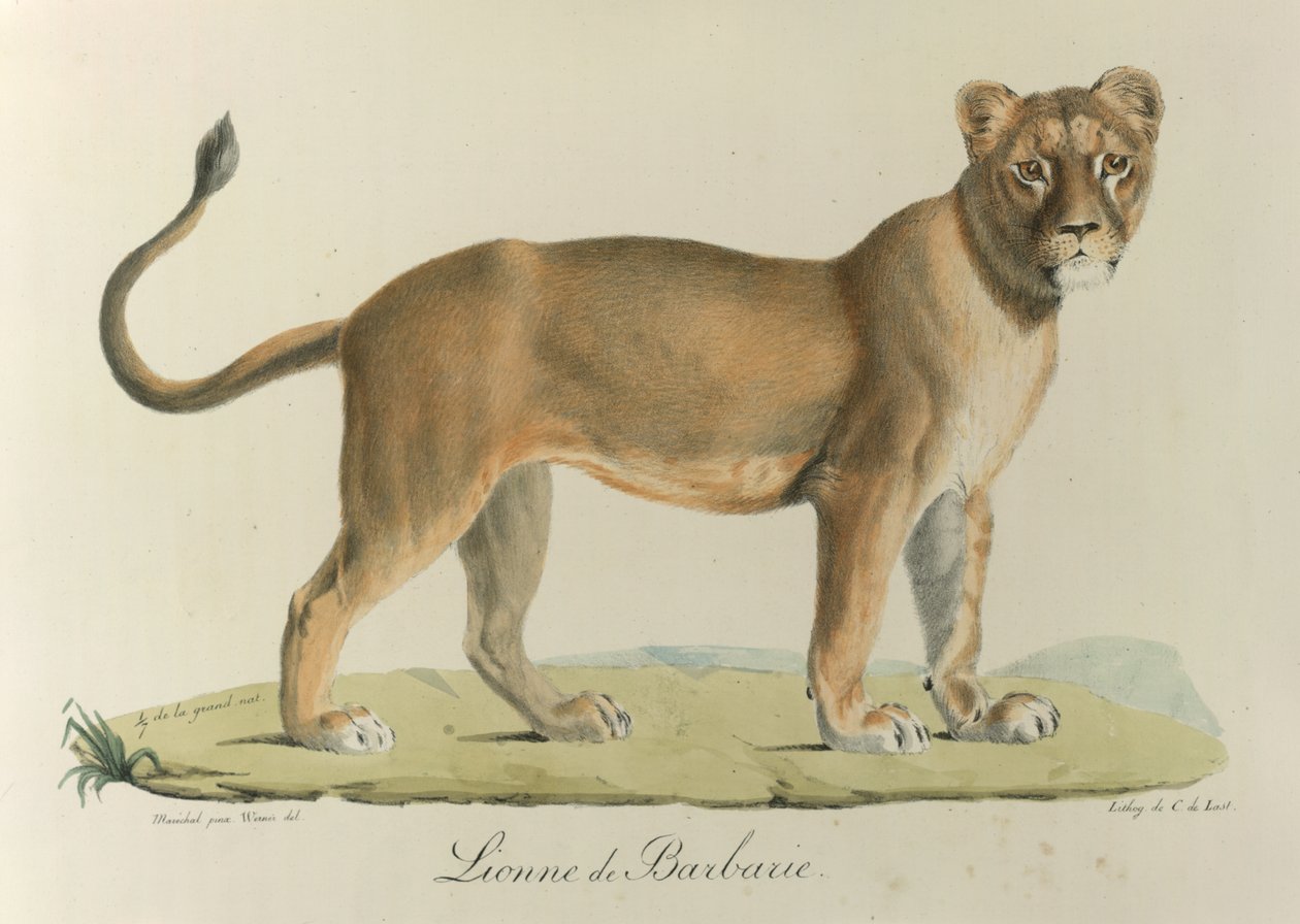 Barbary Lioness. Uma leoa Barbária, da 
