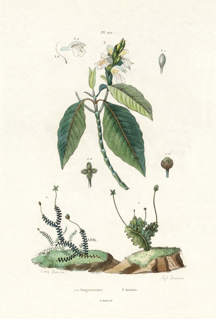Liverwort, 1833-39 de French School