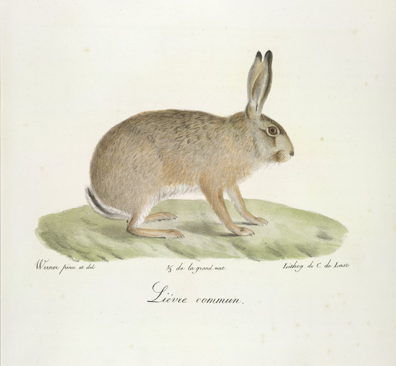 Lebre comum, da Histoire Naturelle des Mammifères (cor litho) de French School