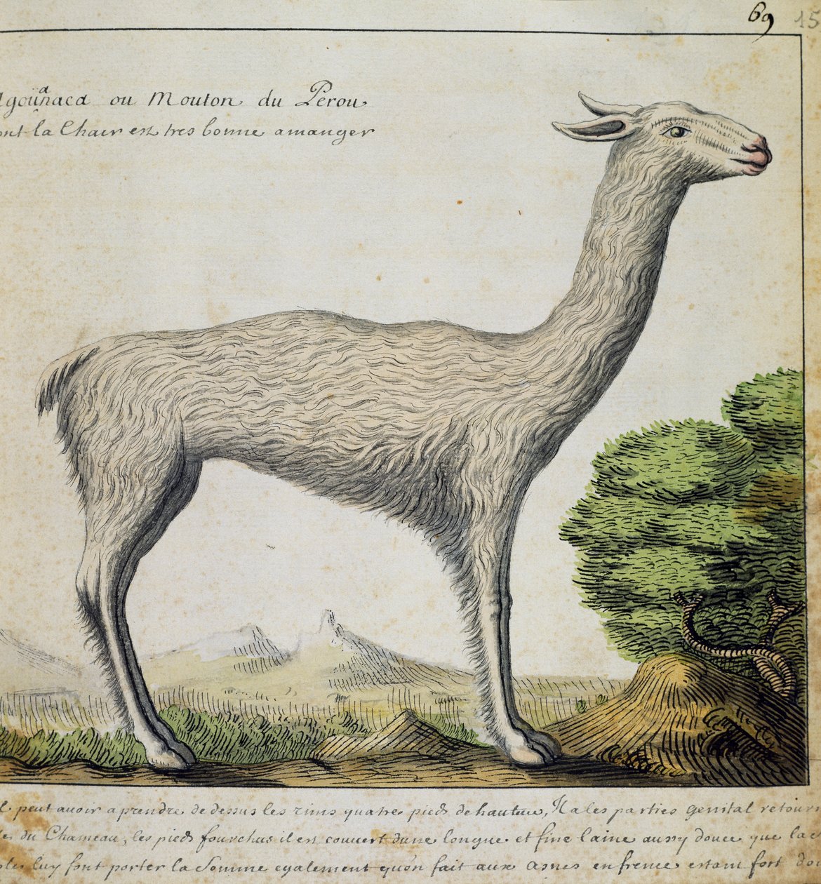 Llama, Peru, aguarela do livro de bordo de Jacques Gouin de Beauchesne (1652-1730), capitão da Compagnie royale de la Mer du Sud, de 1698 a 1701, França de French School