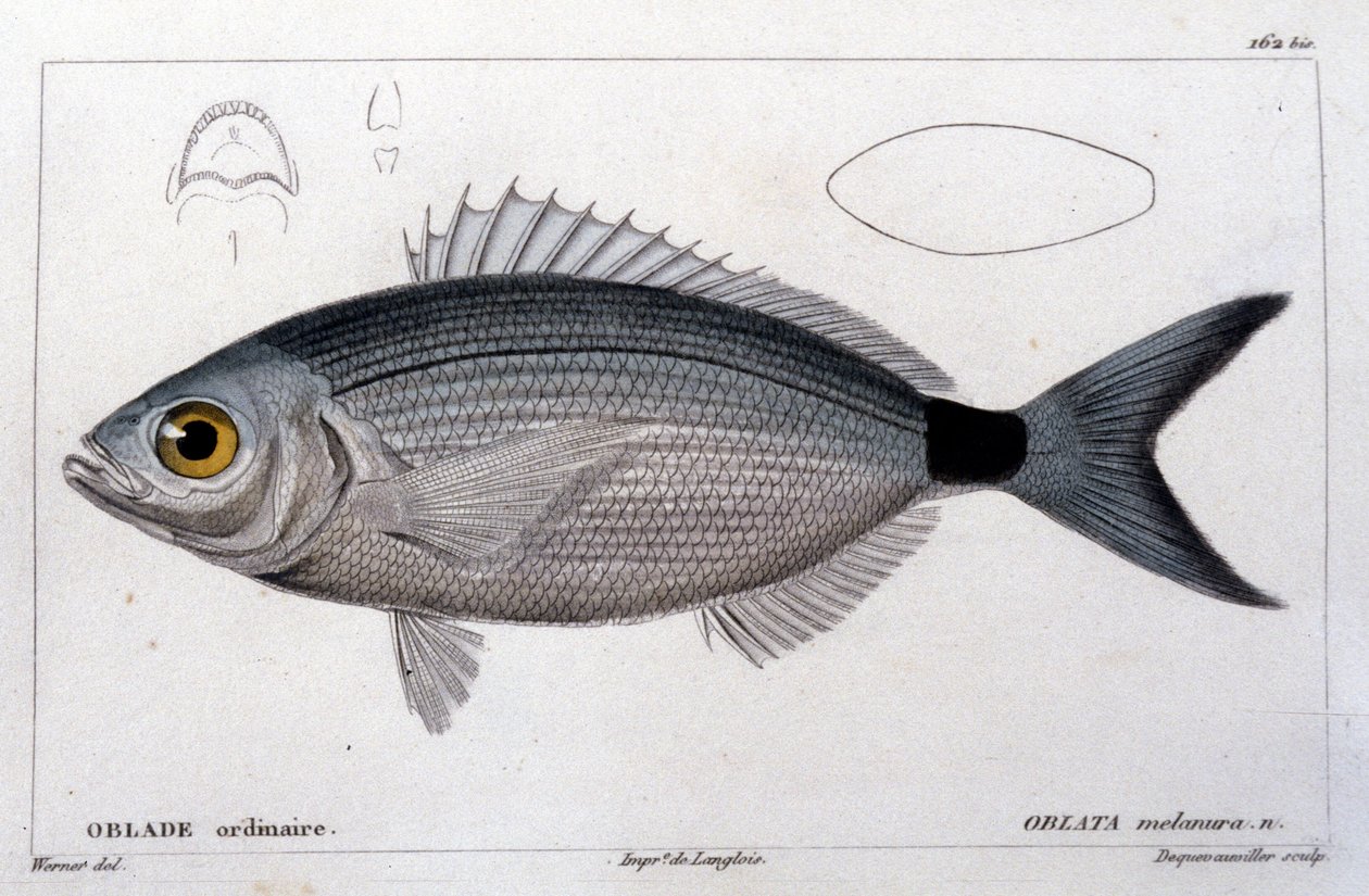 O oblade comum depois da "Histoire naturelle des poissons" de Cuvier, Valenciennes, Paris de French School