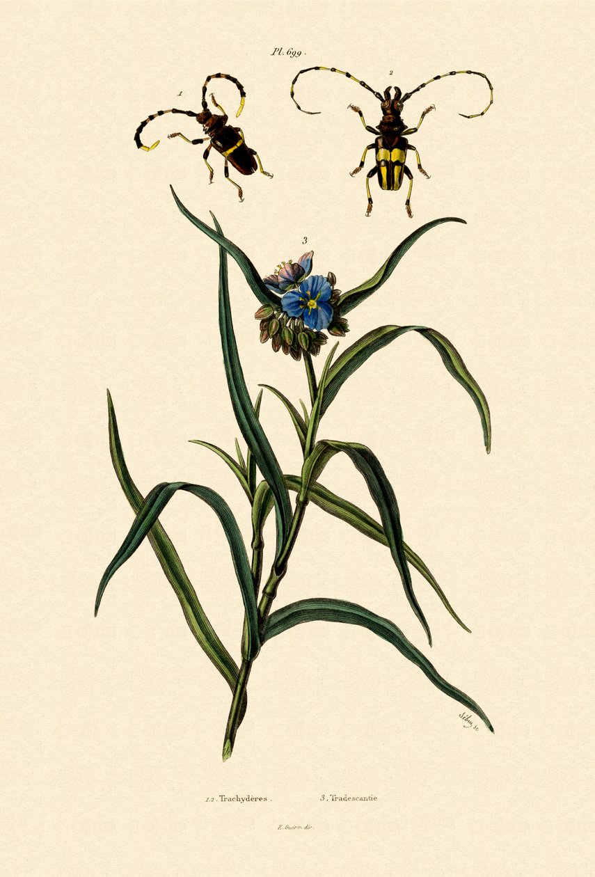 Besouro Longhorn, 1833-39 de French School