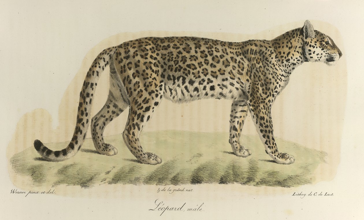 Leopardo, macho. Um leopardo macho, de 