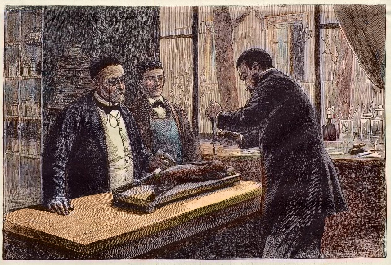 Louis Pasteur (1822-1895), químico e microbiologista francês, experimentando em um coelho cloroformado durante sua busca por uma cura para a Raiva. de French School