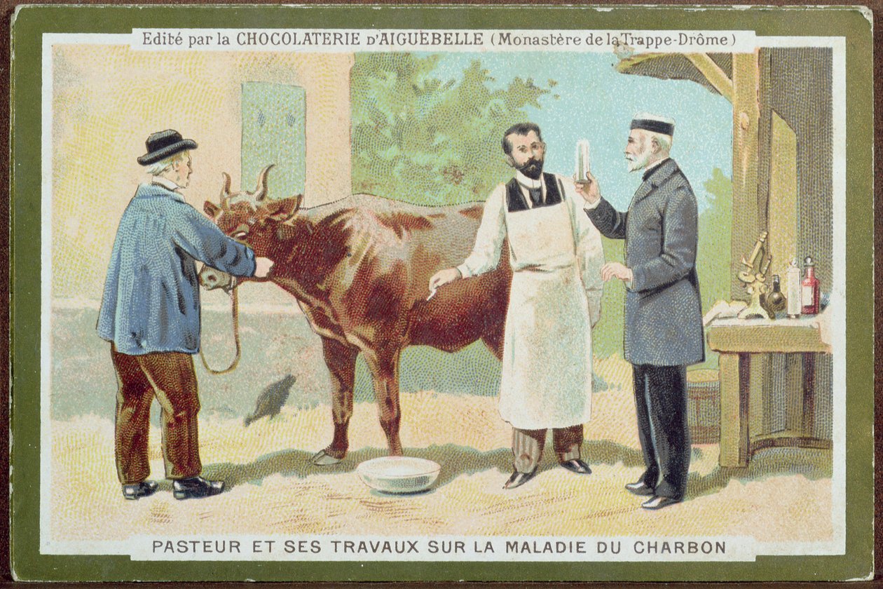 Louis Pasteur (1822-95), investigando o antraz, cartão de publicidade da Chocolaterie dAiguebelle de French School