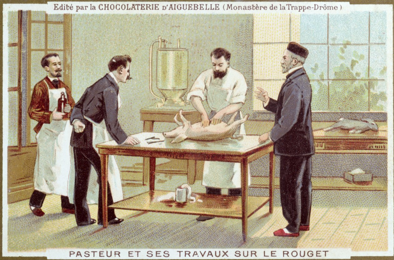 Louis Pasteur (1822-95) trabalhando na investigação do sarampo, cartão de publicidade para a Chocolaterie dAiguebelle de French School