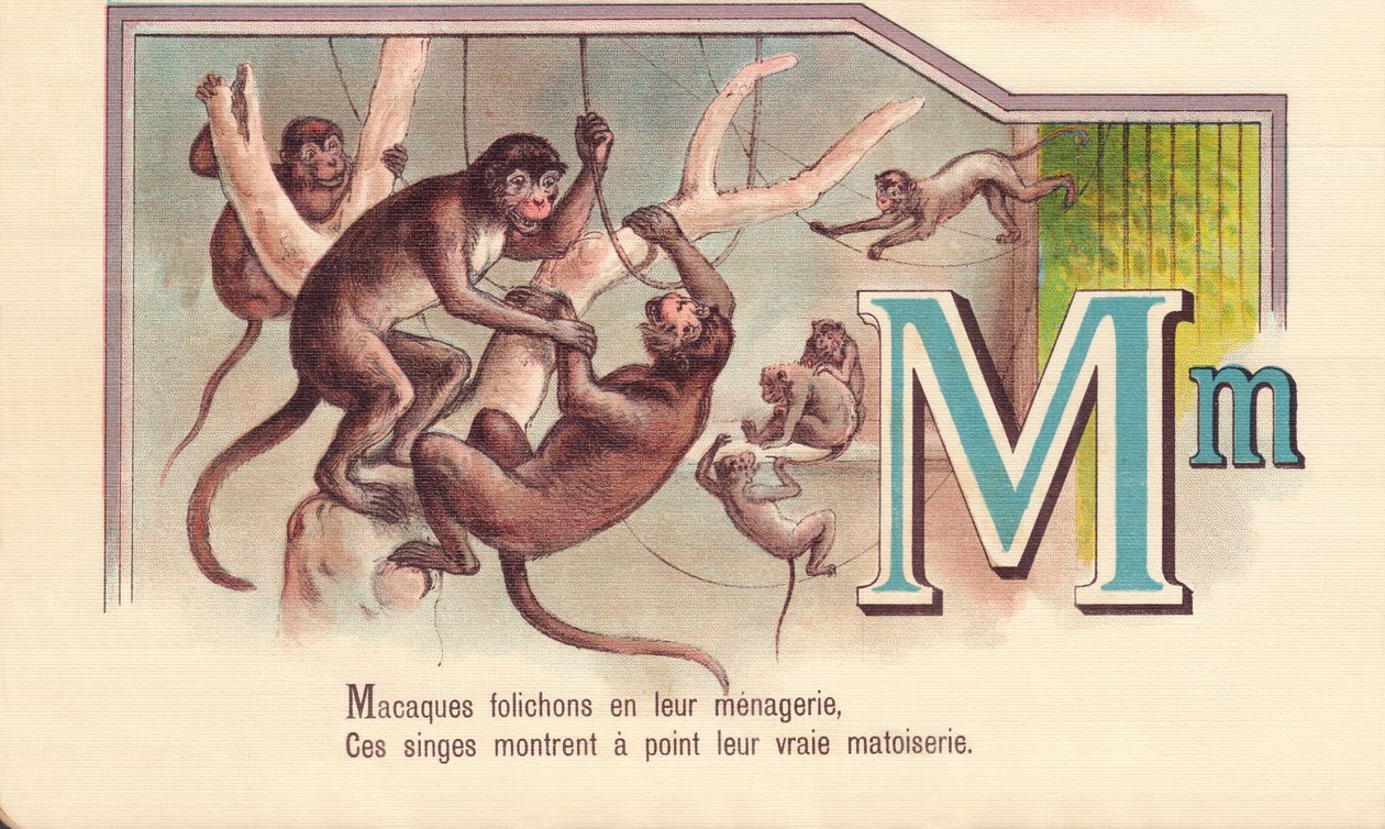 M: Folhetos dos macacos em seu zoológico, Esses macacos mostram sua verdadeira matoiserie de French School