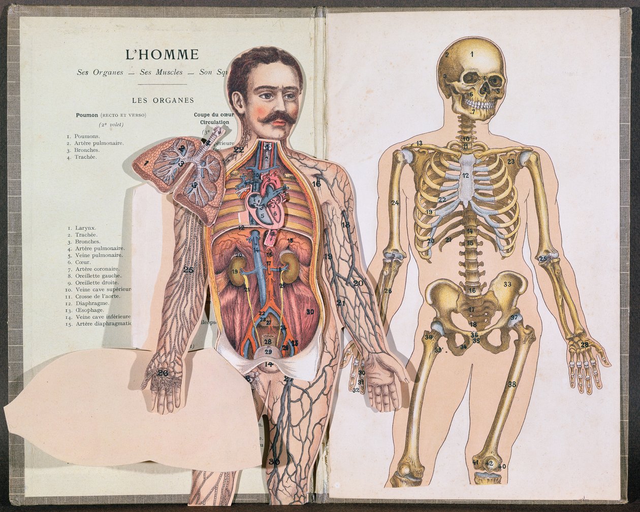 Homem, seus órgãos, seus músculos e seu esqueleto, de Anatomie Elementaire pelo Dr. Lelievre de French School