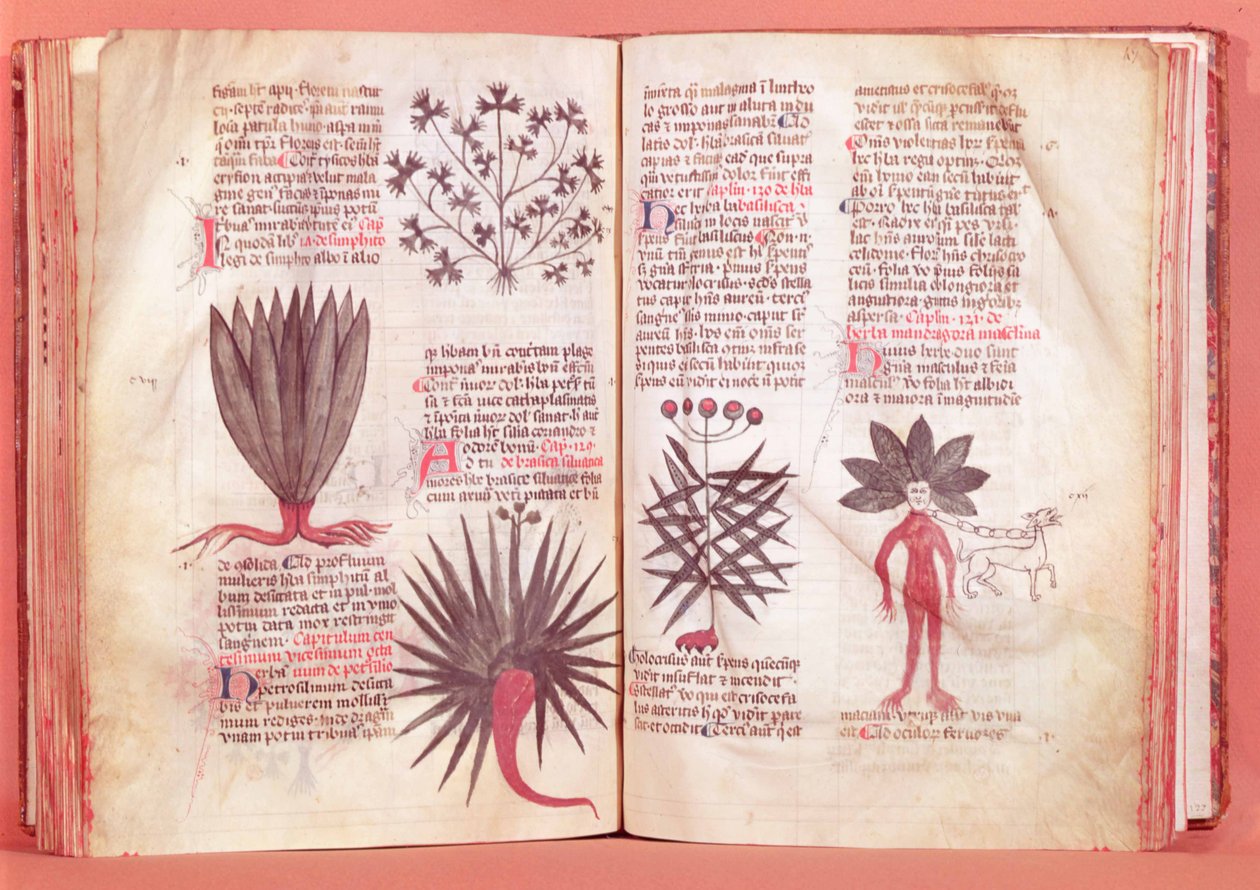 Mandrake, de um tratado de Dioscórides (AD 40-c.90) de French School