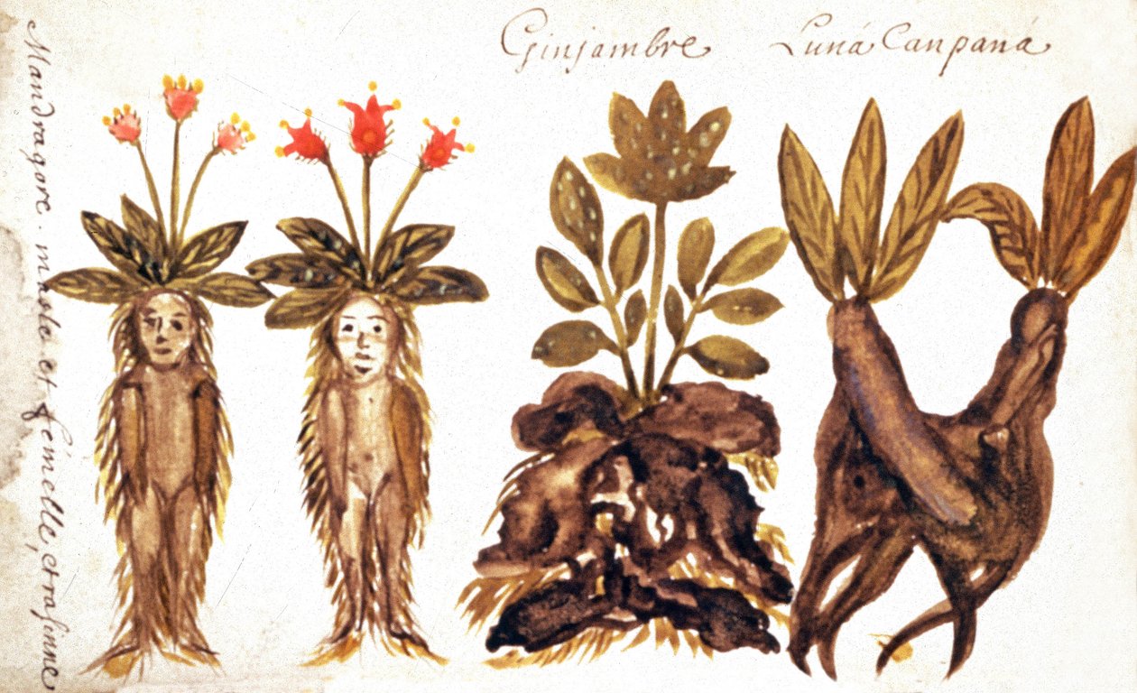 Mandrágora, gengibre, Luna Campana de French School