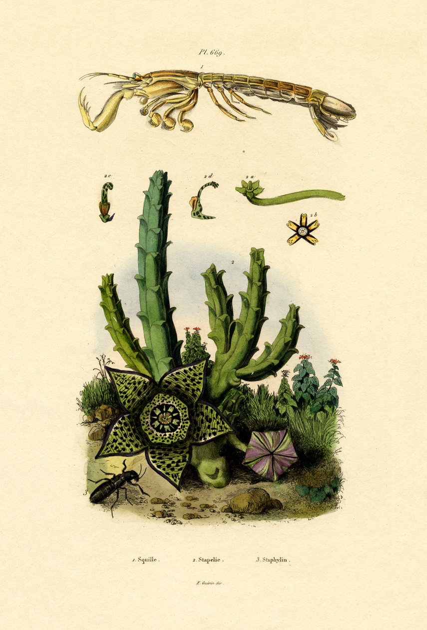 Camarão Mantis, 1833-39 de French School