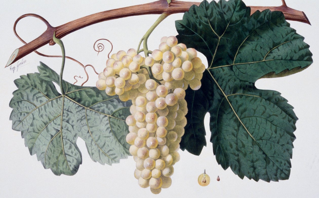 Casta Marsanne (Cotes du Rhone), ampelografia de French School